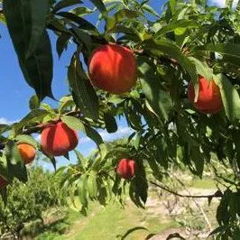 thumbnail for publication: Thinning Florida Peaches for Larger Fruit